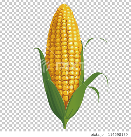 corn corn 114698189