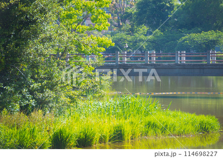 住吉区の万代池公園 114698227