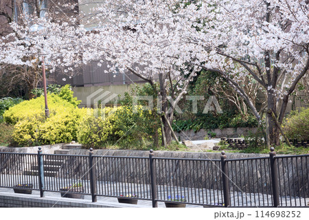 新湊川沿いの春 新湊川沿いの春 114698252
