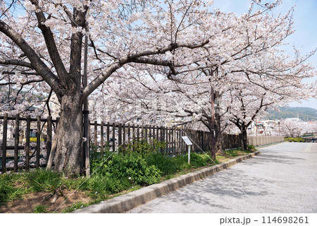 新湊川沿いの春 114698261