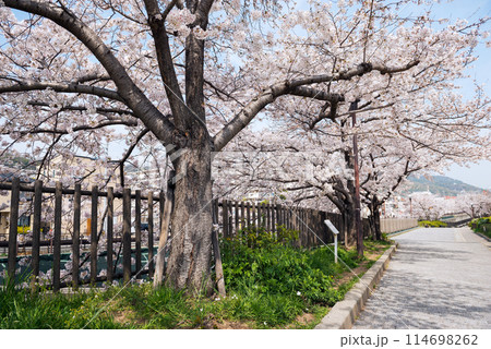 新湊川沿いの春 新湊川沿いの春 114698262