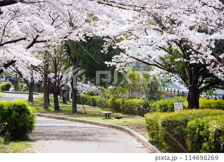 新湊川沿いの春 114698269