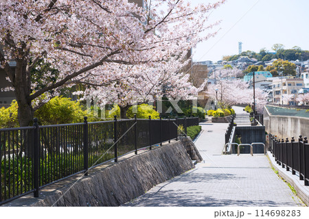 新湊川沿いの春 新湊川沿いの春 114698283