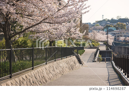 新湊川沿いの春 114698287