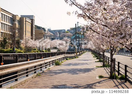 新湊川沿いの春 新湊川沿いの春 114698288