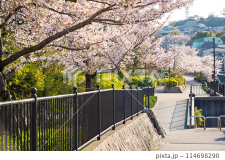 新湊川沿いの春 114698290