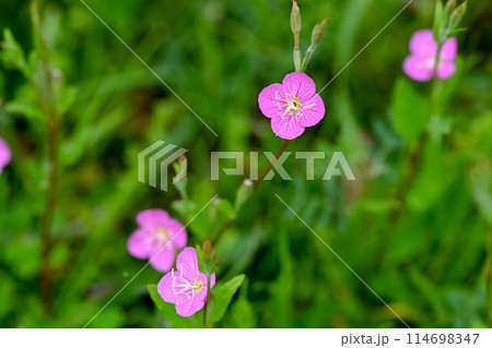 野に咲くユウゲショウ 114698347