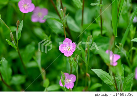 野に咲くユウゲショウ 114698356