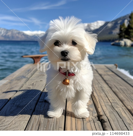 White Dog Standing on Dock by Lake 114698433