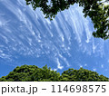 青空と雲と樹木の風景　 114698575