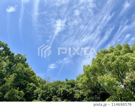 青空と雲と樹木の風景 青空と雲と樹木の風景 114698576