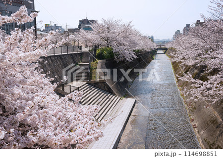 生田川の桜 114698851