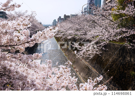 生田川の桜 生田川の桜 114698861