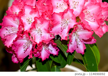 西洋シャクナゲの花 114698892