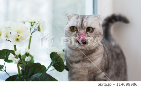 Funny cat licking on windowsill interested in blooming geranium 114698986
