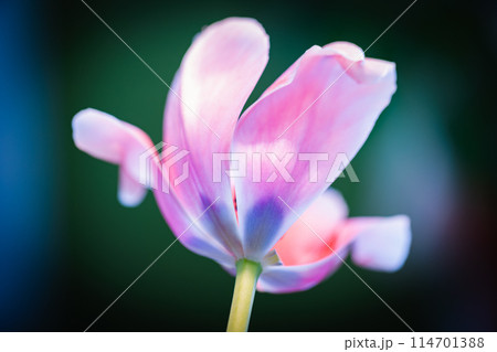 Pink tulip flower is over dark blurred background, macro photo 114701388