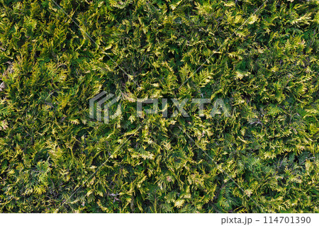 Green leaves of thuja, front view, close-up 114701390