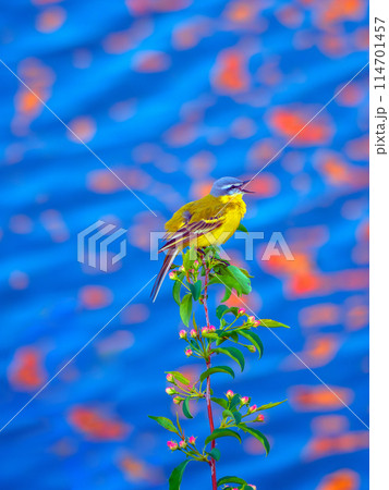 Western yellow wagtail is perching on a branch and singing against a blue water. 114701457