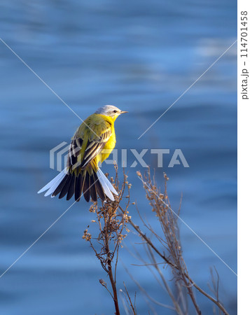 Western yellow wagtail is perching on a branch against a blue water. 114701458