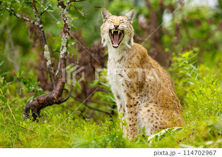 Wild Eurasian lynx yawning in natural forest habitat with green foliage 114702967