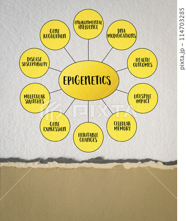Epigenetics, study of heritable changes in gene expression or cellular phenotype caused by mechanisms other than changes in the underlying DNA sequence, mind map infographics. Epigenetics, study of heritable changes in gene expression or cellular phenotype caused by mechanisms other than changes in the underlying DNA sequence, mind map infographics. 114703285
