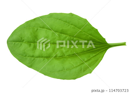 fresh plantain leaves isolated on white background. Top view. Flat lay 114703723