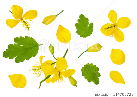 Celandine flower isolated on white background. Top view. Flat lay 114703725