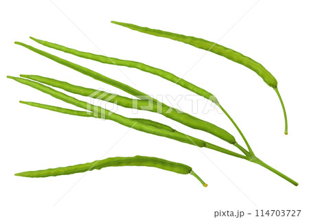 seed pod of Celandine flower isolated on white background. Top view. Flat lay 114703727