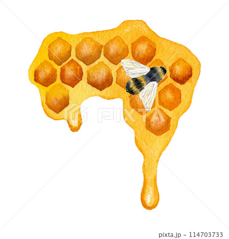 Watercolor honeycomb with honey and bee. Hand-drawn illustration isolated on white background for label, invitation, card, poster Watercolor honeycomb with honey and bee. Hand-drawn illustration isolated on white background for label, invitation, card, poster 114703733