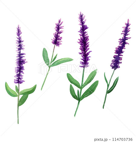 Hand painted watercolor illustration of a sage: flower, leaves isolated on white background Hand painted watercolor illustration of a sage: flower, leaves isolated on white background 114703736