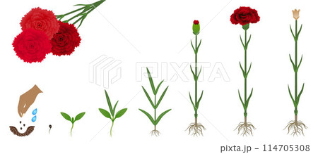 Cycle of growth of a carnation flowers isolated on a white background. 114705308