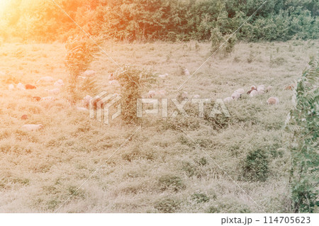 A rural road with a car driving down it 114705623