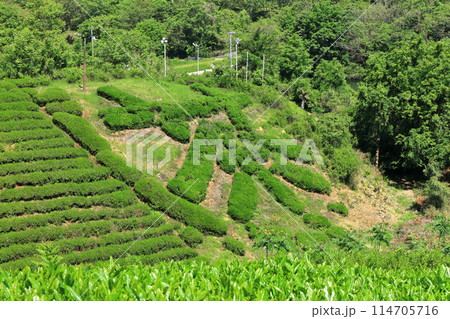 【香川県】晴天の新茶畑「高瀬銘茶発祥の地」茶の木で作った(茶文字) 【香川県】晴天の新茶畑「高瀬銘茶発祥の地」茶の木で作った(茶文字) 114705716