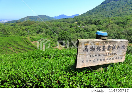 【香川県】晴天の新茶畑「高瀬銘茶発祥の地」茶の木で作った（茶文字） 114705717