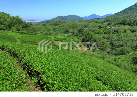 【香川県】晴天の新茶畑「高瀬銘茶発祥の地」茶の木で作った（茶文字） 114705719