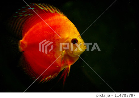 orange discus fish in aquarium orange discus fish in aquarium 114705797