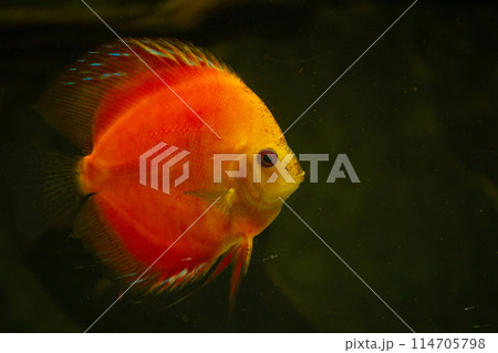 orange discus fish in aquarium orange discus fish in aquarium 114705798
