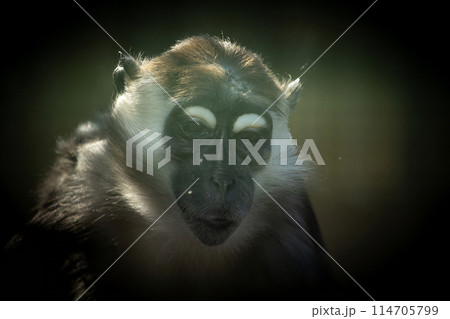 Collared Mangabey Monkey at Zoo. Collared Mangabey Monkey at Zoo. 114705799