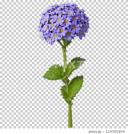 Heliotrope clusters of small purple flowers on sturdy stems in a blue glazed ceramic pot 114705854