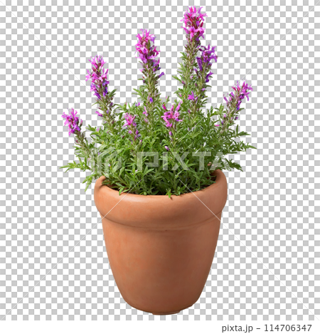 Cuphea small tubular red and purple flowers on compact plants in a terracotta pot Cuphea Cuphea small tubular red and purple flowers on compact plants in a terracotta pot Cuphea 114706347