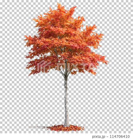 Maple Tree tall tree with a straight trunk and wide orange and red leaves fluttering 114706410