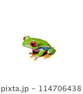 Cute red eyed tree frog Agalychnis callidryas clinging to leaf vibrant green skin striking red 114706438