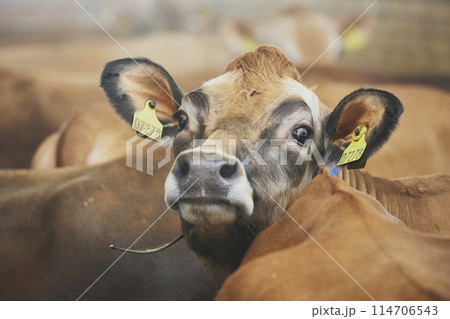 Cute Jersey cow on a modern farm in Denmark 114706543
