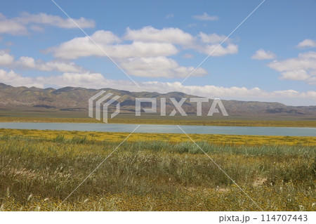 Wildflowers at Carrizo Plain National Monument and Soda lake Wildflowers at Carrizo Plain National Monument and Soda lake 114707443
