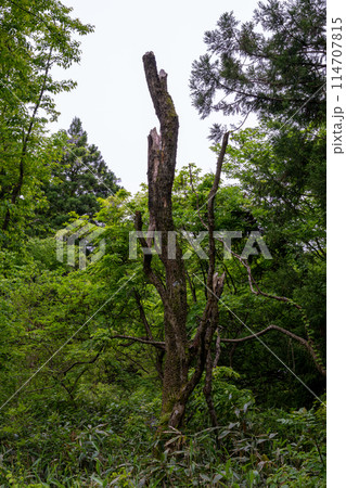 日本の岡山県の蒜山高原のとても美しい初夏の風景 114707815