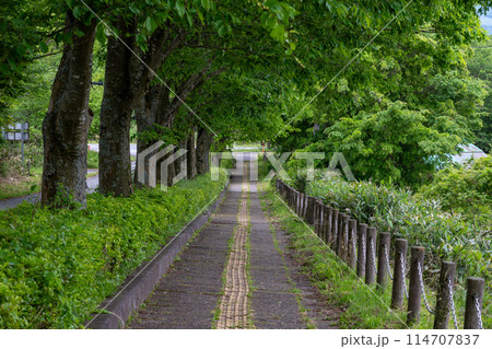 日本の岡山県の蒜山高原のとても美しい初夏の風景 114707837