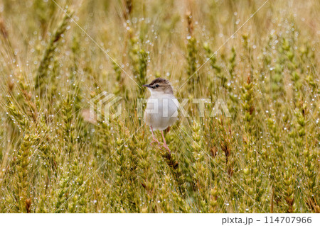 麦の穂にとまるセッカ 麦の穂にとまるセッカ 114707966