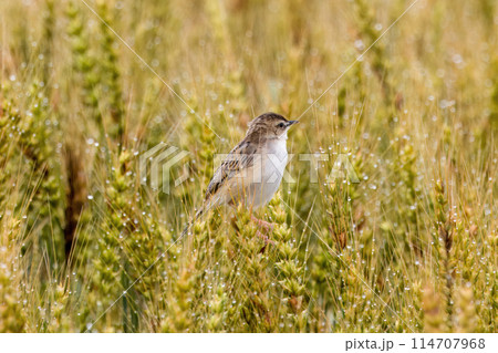 麦の穂にとまるセッカ 麦の穂にとまるセッカ 114707968