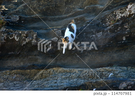 野良猫 114707981