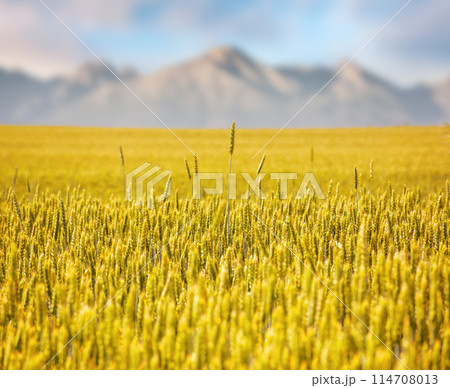wheat field in slovakia on a sunny day. rural landscape in early summer. high tatra mountain ridge blurred in the distance. composite image wheat field in slovakia on a sunny day. rural landscape in early summer. high tatra mountain ridge blurred in the distance. composite image 114708013